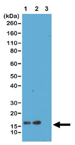 MilliporeSigma Rabbit anti-Histone H3.3, Clone: RM190, 100&mu;g:Antibodies,
